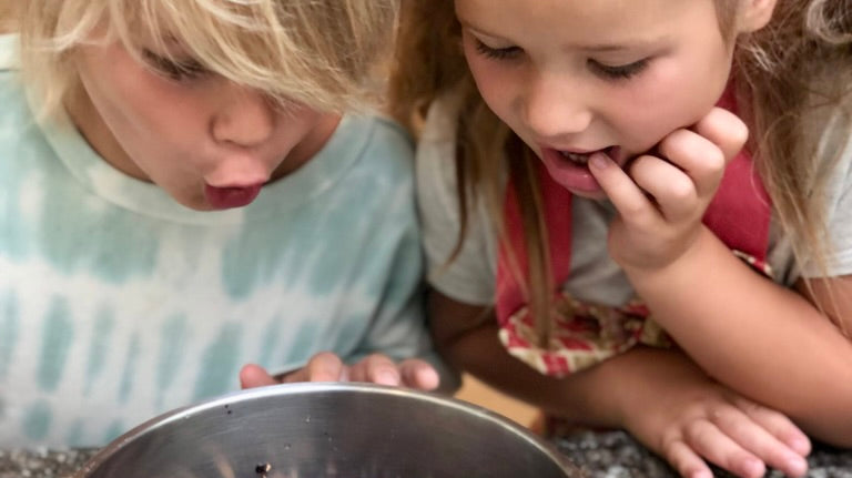Do-It-Yourself Elderberry Syrup Kit | Makes 2 recipes