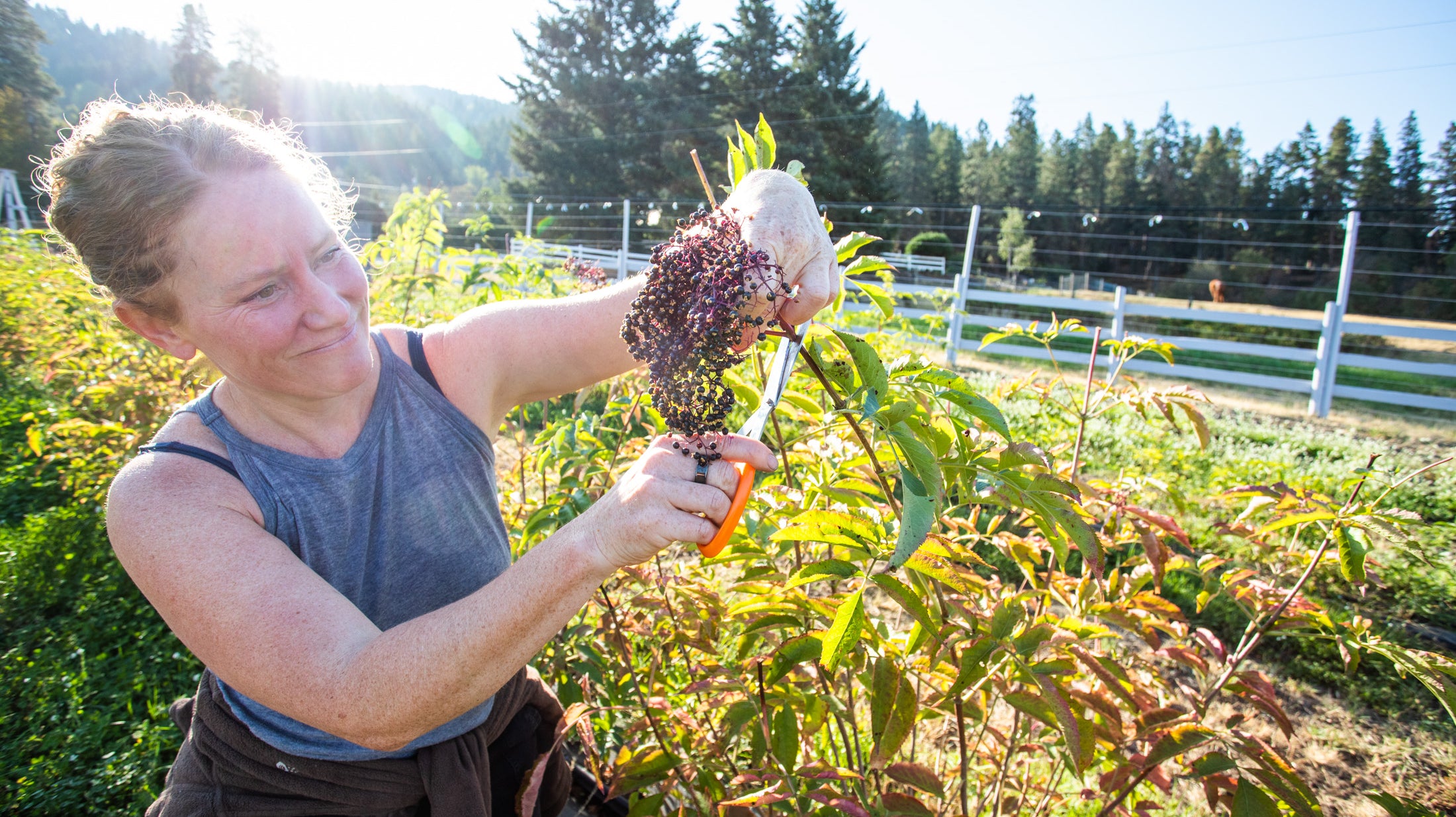 Unlocking the Magic of Elderberry for a Happy Gut! 🌿✨