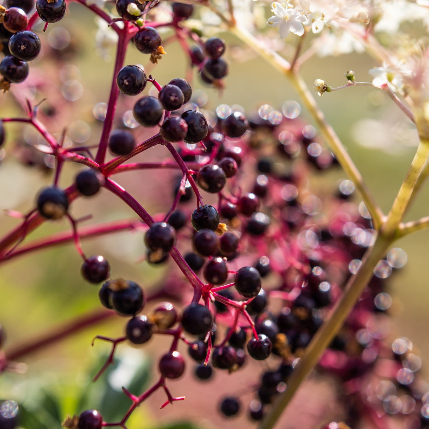 canadian grown organic elderberries and elderflowers