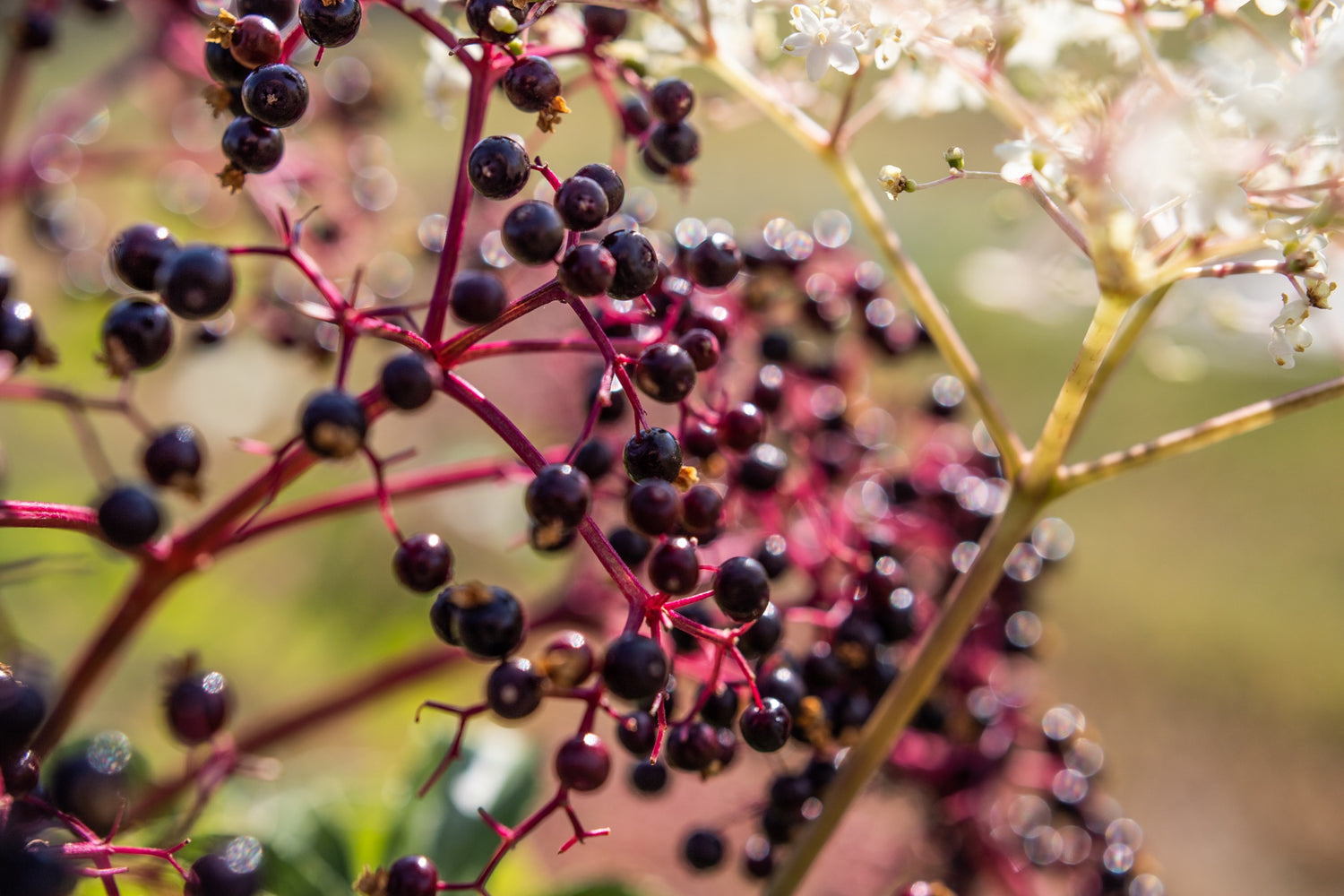 canadian elderberries and elderflowers