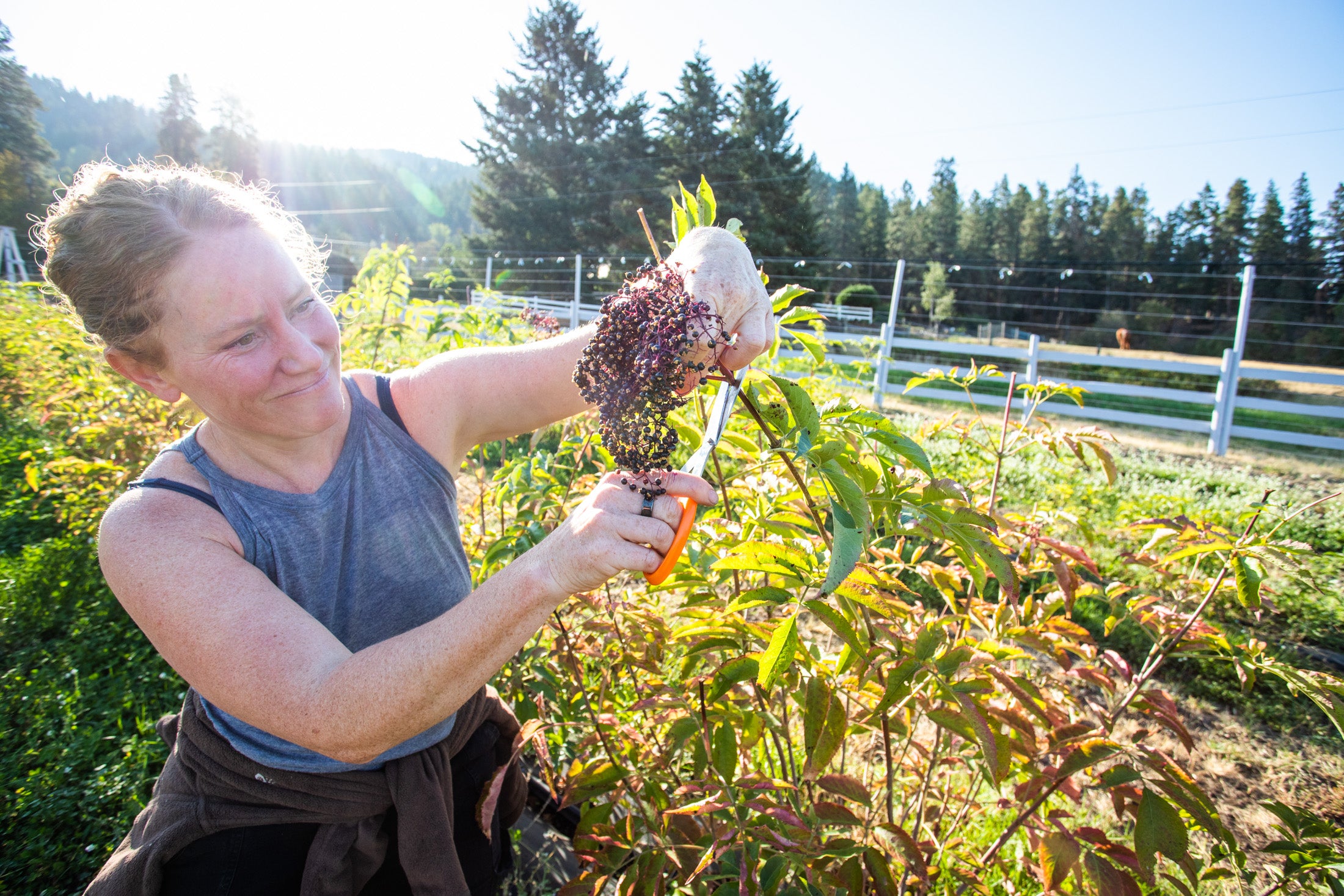 Unlocking the Magic of Elderberry for a Happy Gut! 🌿✨