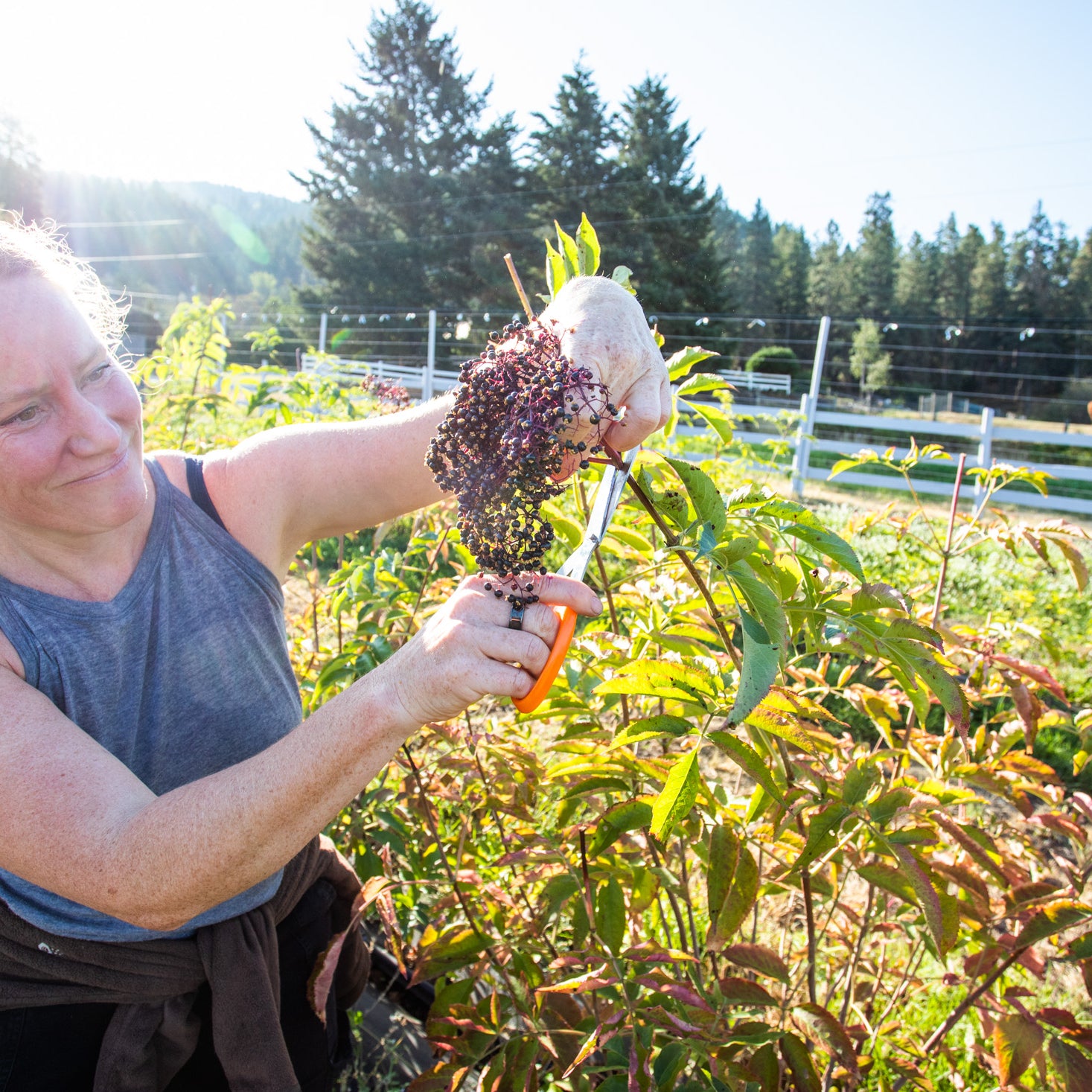 Elderberry Fields Vernon BC Canada | Organic GMO Free Elderberry Benefits