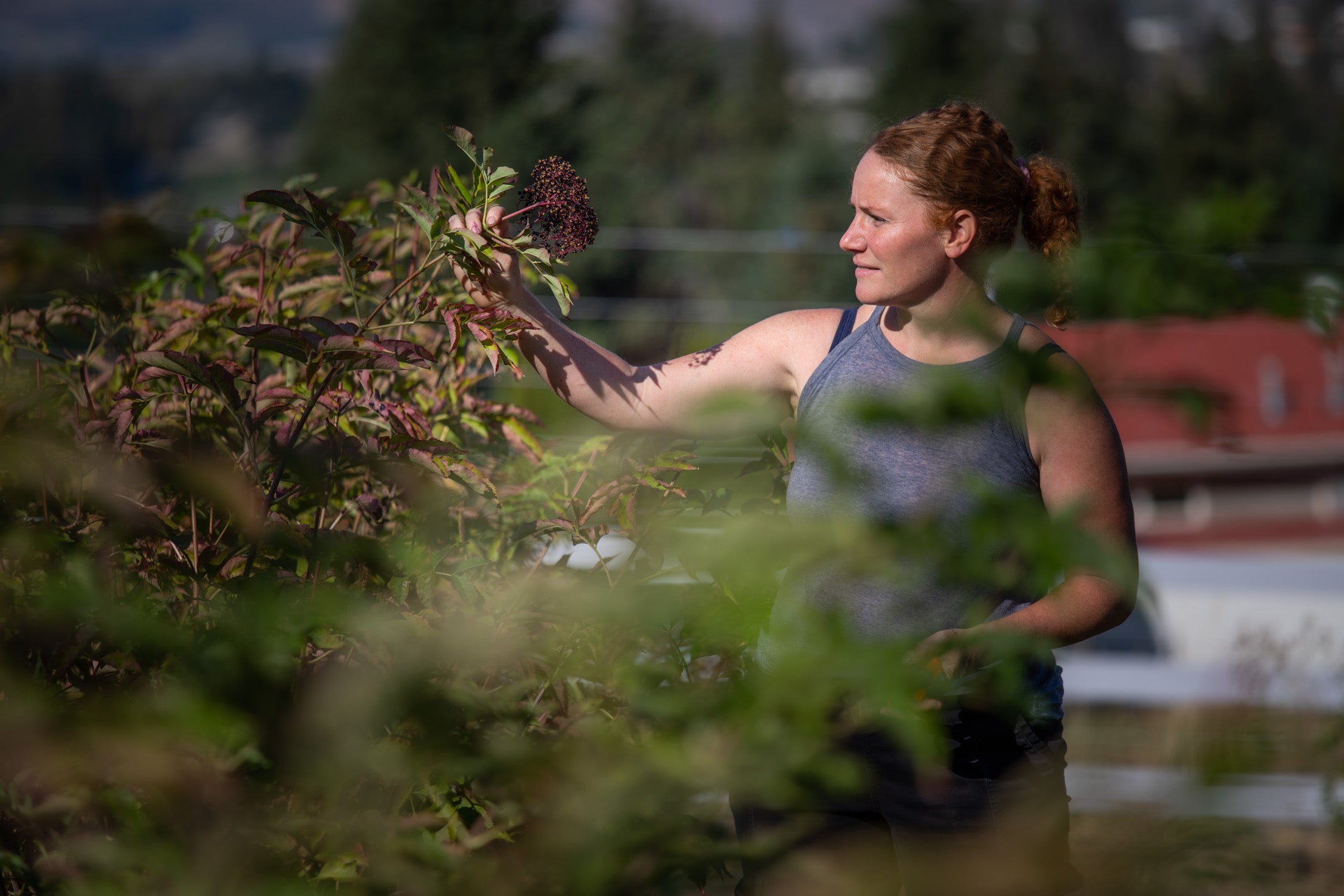 Elderberry Fields Harvesting Immune Boosting Elderberry Canada