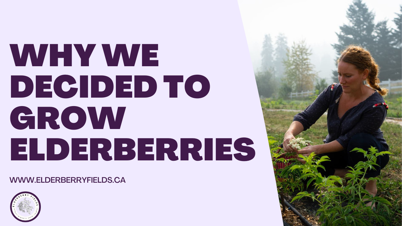 Load video: Why we decided to grow elderberries | Elderberry Fields Organic Farm